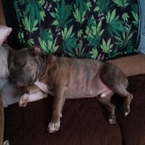 Meet your Posher, Thomas